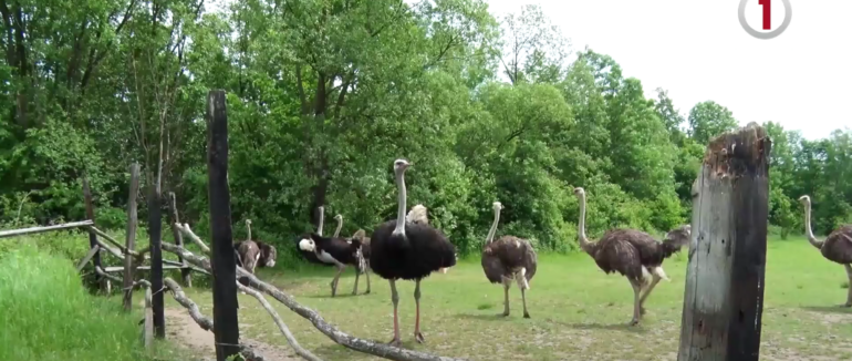 Птахи із Намібії: як на Хустщині живуть африканські страуси (ВІДЕО)