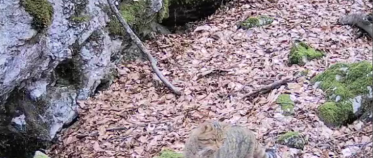 На Закарпатті фотопастки «впіймали» лісового кота