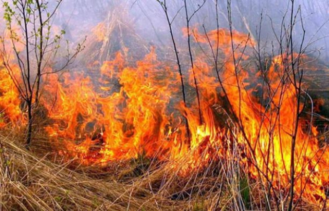Пожежою знищено пів гектара сухої трави: на Ужгородщині ліквідували вогонь