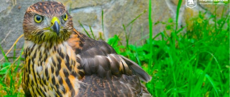 На Закарпатті люди знайшли та врятували пораненого яструба