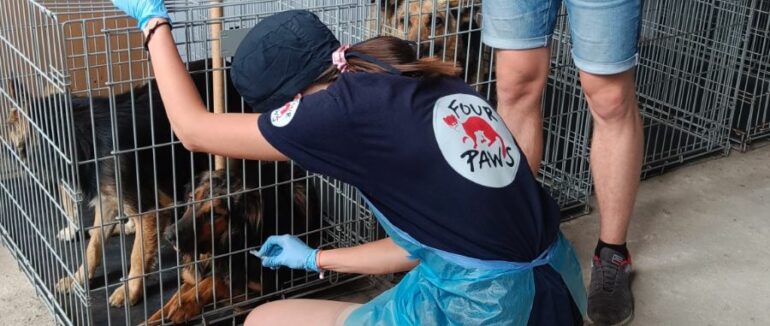 В Ужгороді триває стерилізація безпритульних тварин: щодня планують оперувати 10-15 собак