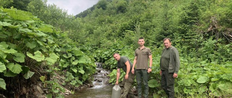 Зариблення триває: у річку Тересва випустили 18 тисяч мальків струмкової форелі