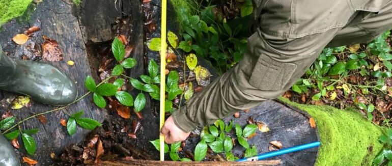 Допустив незаконні порубки лісу зі збитками на 2,8 млн грн: підозрюють ексслужбовця Карпатського біосферного заповідника