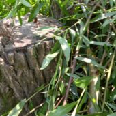 Збитки на десятки мільйонів гривень: що знайшли у природозаповідному фонді на Ужгородщині? (ФОТО)