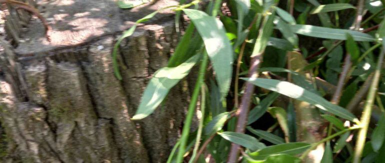 Збитки на десятки мільйонів гривень: що знайшли у природозаповідному фонді на Ужгородщині? (ФОТО)