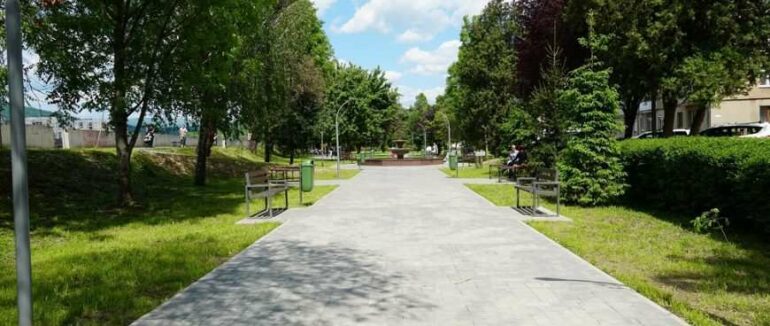 У Мукачеві незаконно здійснили рубку 29 дерев: збитки склали близько 8 мільйонів