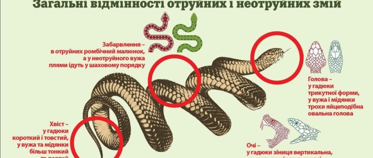 На Мукачівщині біля річки гадюка вкусила чоловіка: його госпіталізували