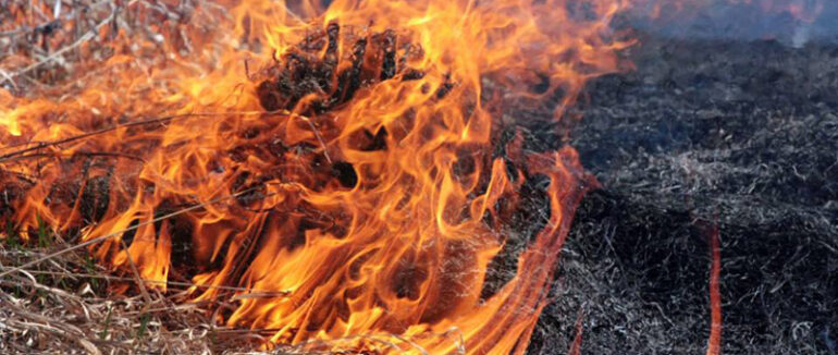 Чергове займання у екосистемі: на Хустщині вогонь охопив сухостій