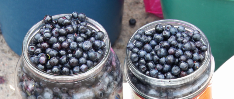 На ринку у Мукачеві вже продають яфини: ціна ягоди