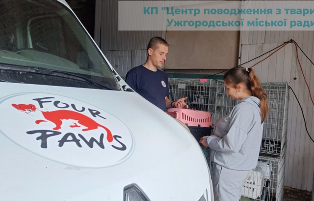 В Ужгороді проходить стерилізація вуличних тварин