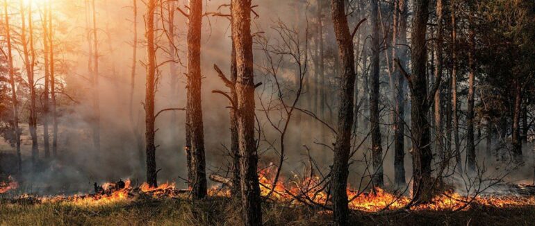 Ліси Закарпаття заборонили відвідувати без лісової охорони