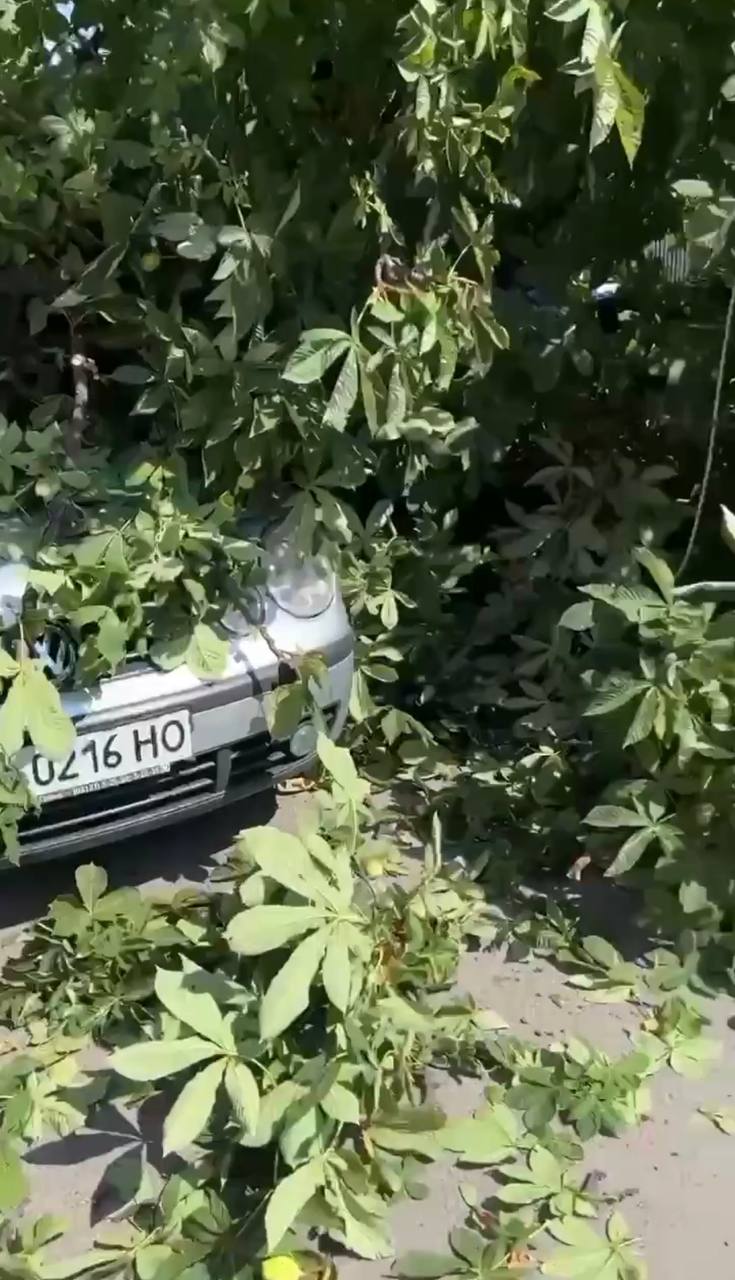 На одній із вулиць Ужгорода дерево впало на припаркований автомобіль (ВІДЕО)