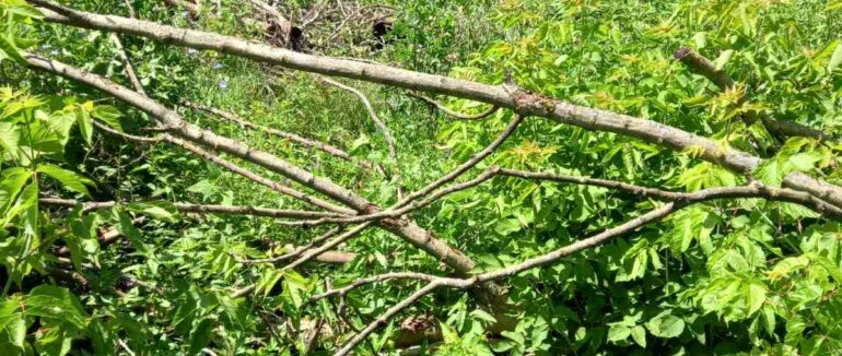 На Ужгородщині незаконно вирубували дерева: збитки складають 28 мільйонів гривень