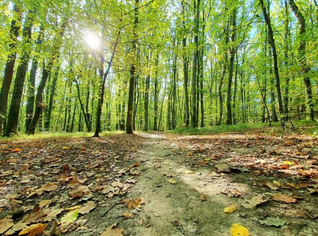 На Мукачівщині у лісі стало зле чоловіку: його транспортували