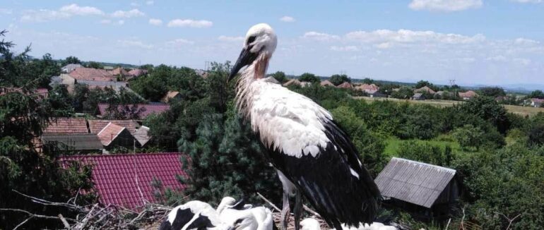 У Берегові врятували лелеченя, яке заплуталося у дротах