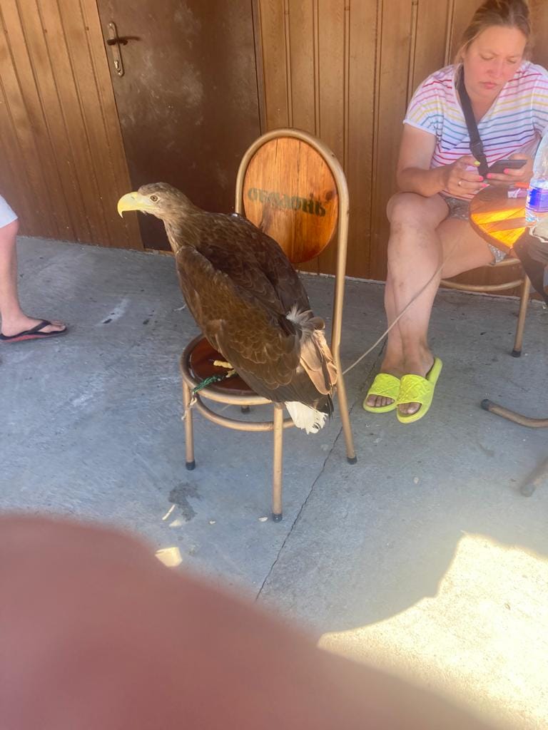 На Тячівщині для наживи використовували Червонокнижних тварин і птахів