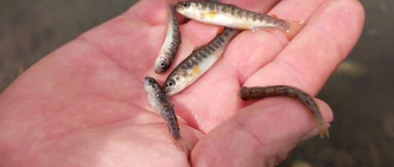 У Руському Полі в річку випустили майже 3 тис. мальків форелі