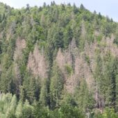 У НПП “Синевир” через шкідників висихає ліс