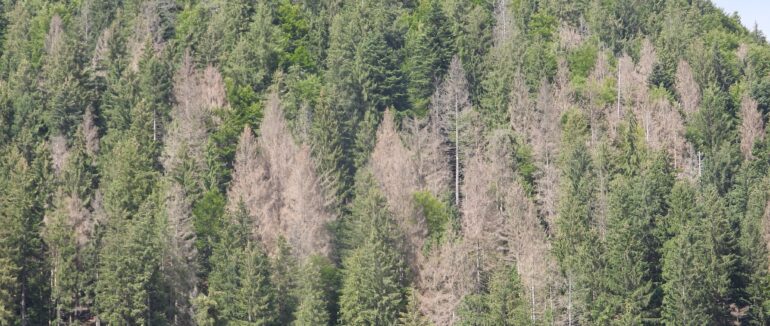 У НПП “Синевир” через шкідників висихає ліс