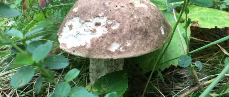 Попри посуху закарпатці збирають добрий урожай грибів