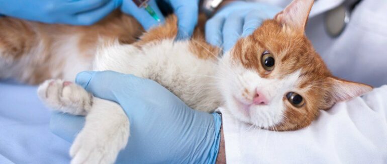 Закарпатці можуть безоплатно вакцинувати домашніх тварин від сказу