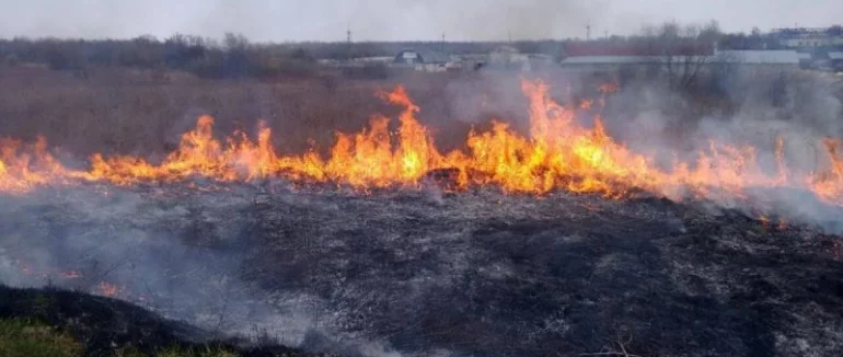 Внаслідок підпалу сухостою: майже два гектари пшениці знищив вогонь на Берегівщині