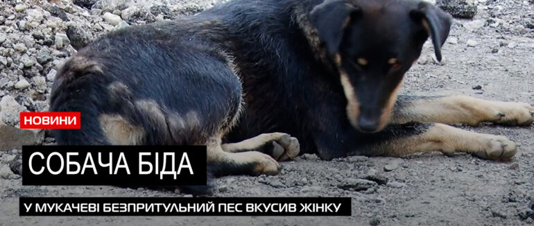 Безпритульна проблема: на одній з вулиць Мукачева жінку покусав собака (ВІДЕО)