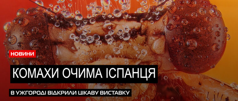 «Комахи-маленькі незнайомці»: в Ужгороді презентували унікальні макрофотографії (ВІДЕО)