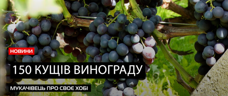 Виноград з душею: мукачівець – володар 150 кущів сонячного плоду (ВІДЕО)