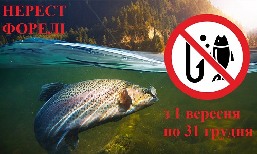 На Закарпатті заборонили ловити форель