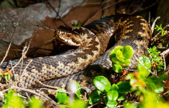 Допомогли перед світанком: на Тячівщині юнака вкусила гадюка