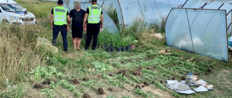 На Хустщині виявили та ліквідували масштабну наркоплантацію: затримано місцевого жителя