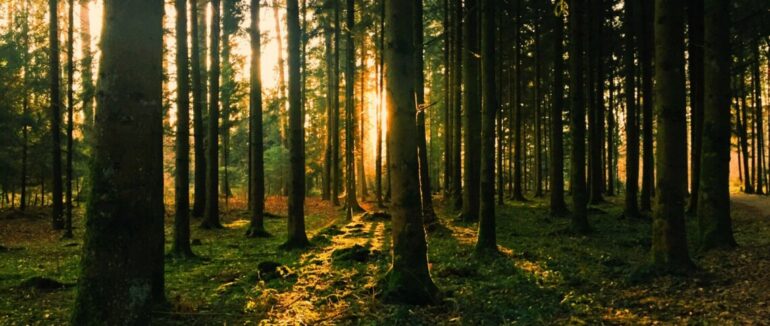 На Рахівщині розшукують чоловіка, що пішов у напрямку лісу та не повернувся