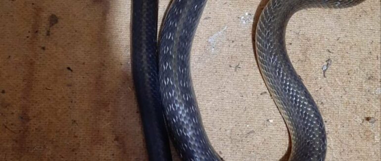 На Закарпатті змія заповзла у будинок та вкусила чоловіка