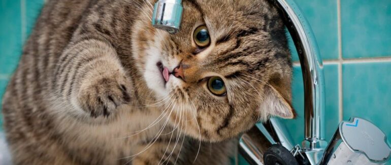 Завтра в більш ніж половини Ужгорода не буде води