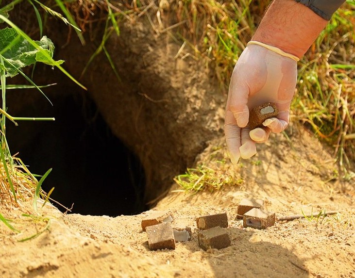 На Закарпатті проведуть кампанію з вакцинації диких тварин від сказу