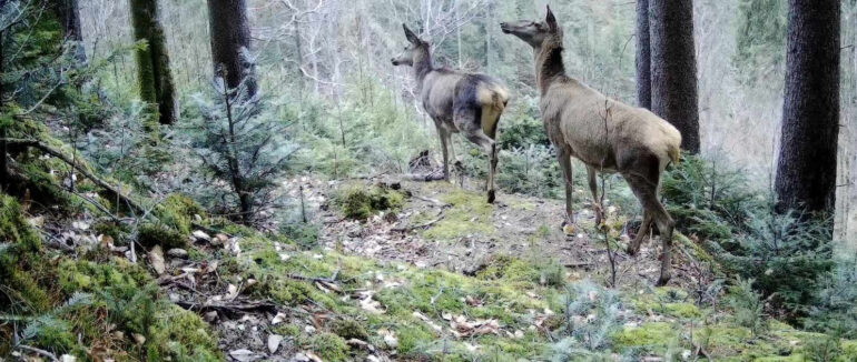 Із 15 вересня в нацпарку “Синевир” на Закарпатті: місячник тиші
