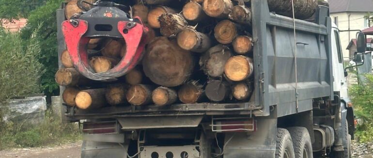 Нелегальна деревина: на Рахівщині викрито підпільний цех