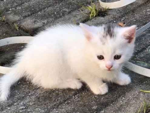 На Закарпатті підліток жорстоко вбив кошеня(ВІДЕО)