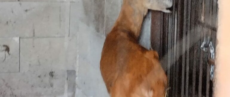 На Тячівщині місцеві жителі виявили жорстоке поводження з тваринами