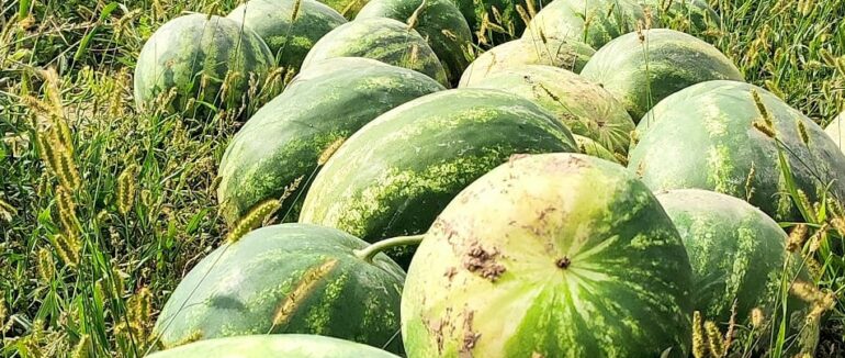 50 тонн кавунів зібрали фермери на Мукачівщині