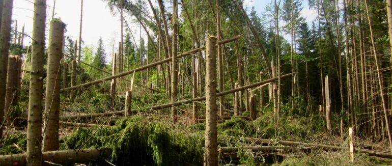 На Закарпатті підрахували збитки лісового фонду внаслідок негоди