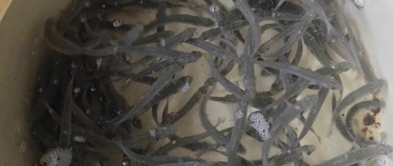 У Тереблю в Колочаві випустили 6 тис. мальків дунайського лосося