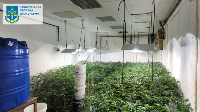 Викрили лабораторію: двоє ужгородців виготовили 13 кілограмів канабісу