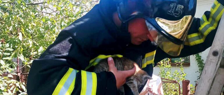 Іршавські надзвичайники врятували кошеня