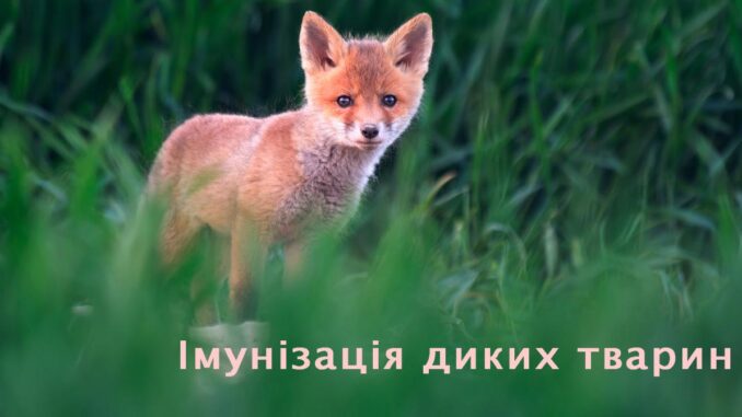 На Рахівщині проведуть вакцинацію диких тварин