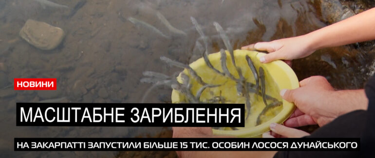 Понад 15 тис. особин лосося дунайського: на Закарпатті зарибили гірські річки (ВІДЕО)