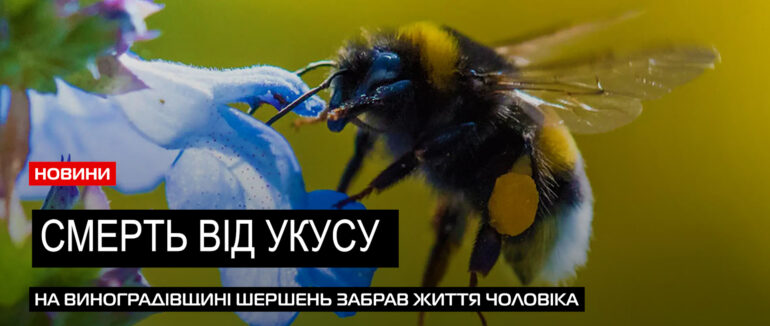 Смертельний укус шершня: на Виноградівщині помер 47-річний чоловік (ВІДЕО)