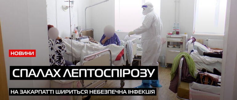 Небезпечна інфекція: на Закарпатті від лептоспірозу померло троє людей (ВІДЕО)