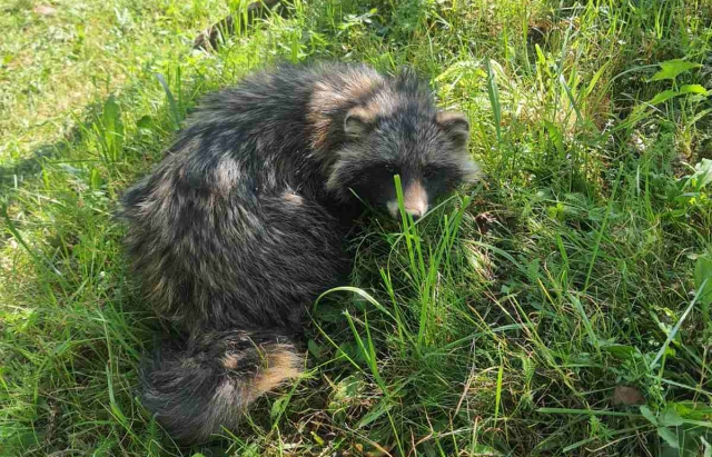 В лісі на Закарпатті помітили єнотоподібну собаку